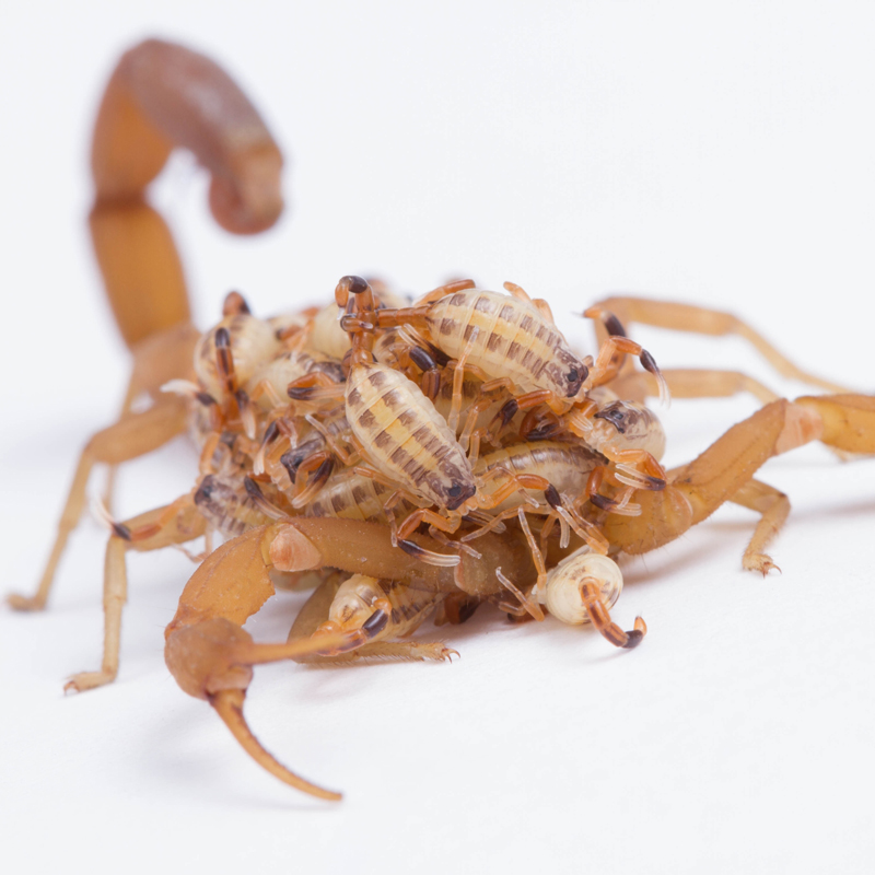 Scorpion Nest T2 Pest Services can help prevent a scorpion infestation