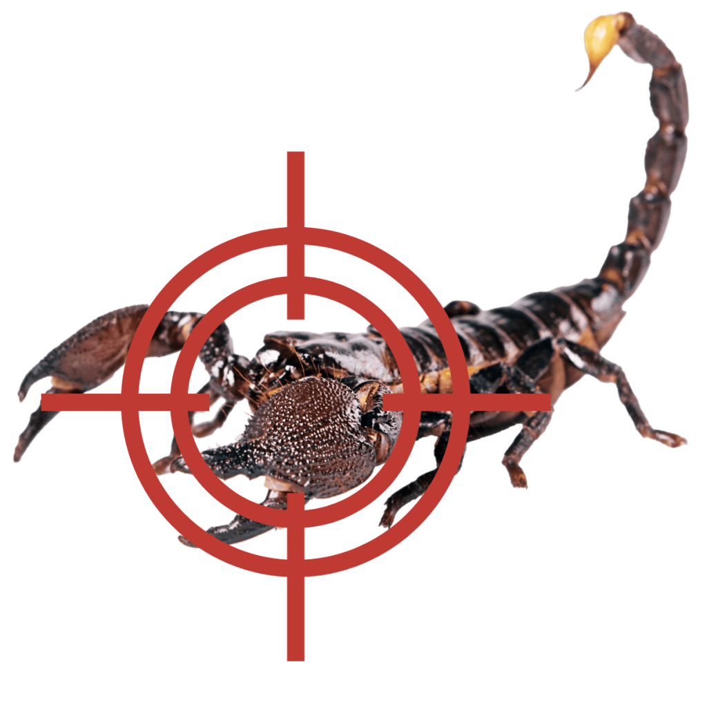 T2 Pest Services exterminate scorpions from your home