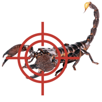 Bullseye Scorpion T2 Pest Services exterminate scorpions from your home